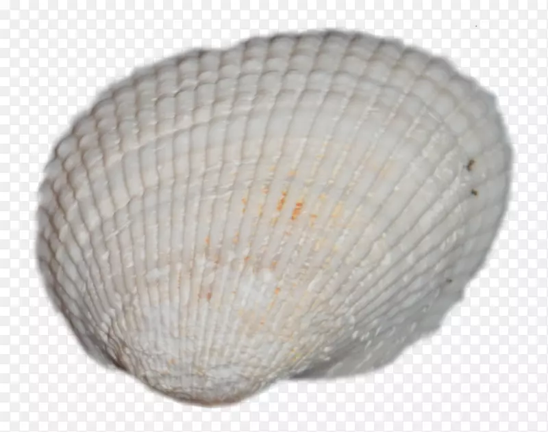 牡蛎贝壳壳