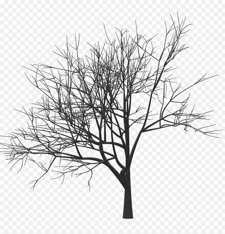 树画木本植物枝条单色标记扎克伯格