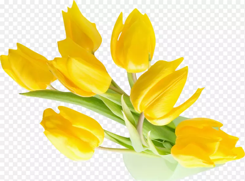 英迪拉甘地纪念郁金香花园花黄色桌面壁纸-黄色背景