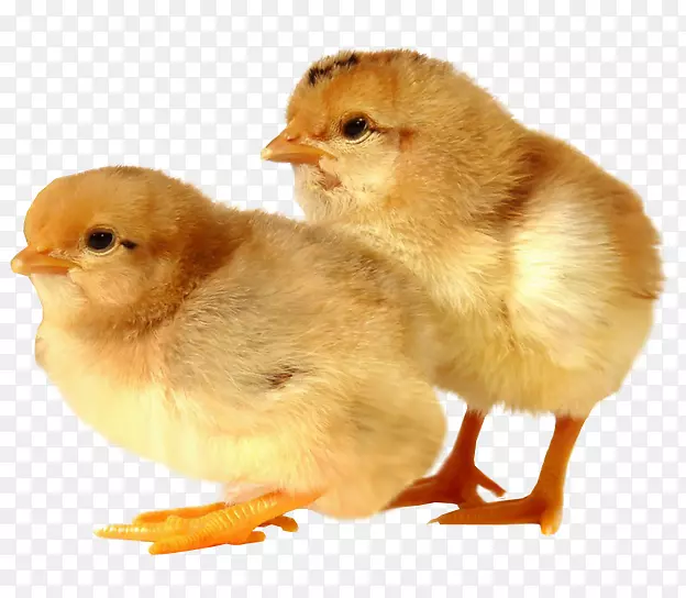 罗德岛红苏塞克斯鸡肉鸡养殖-婴儿动物
