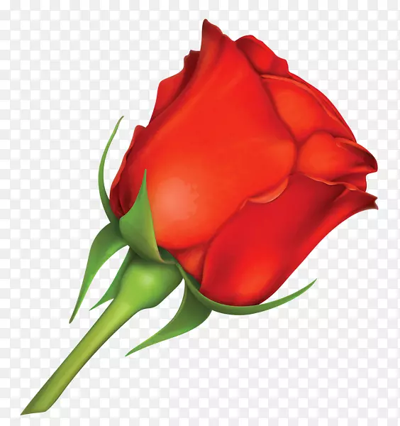 玫瑰情人节贺卡剪贴画-红玫瑰装饰