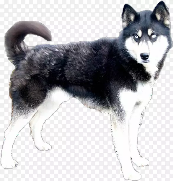 西伯利亚哈士奇加拿大爱斯基摩犬东西伯利亚拉伊卡阿拉斯加克莱凯哈士奇