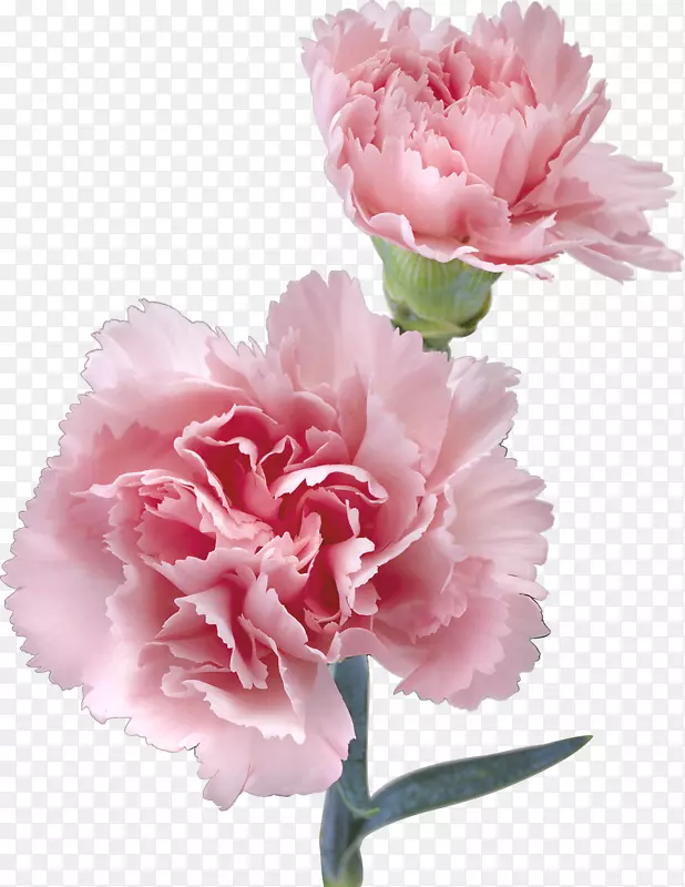 粉红仙人掌色康乃馨