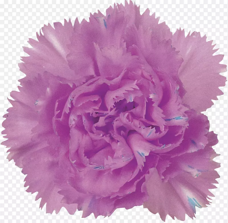 紫色康乃馨花粉红色丁香康乃馨