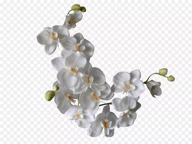 白色兰花剪贴画-白花