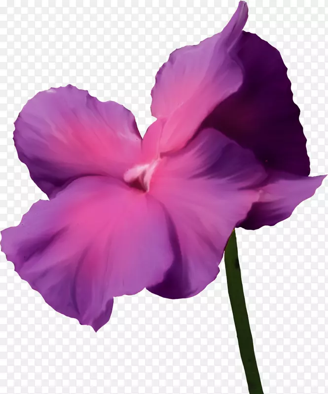 紫丁香花紫罗兰