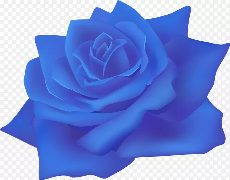 海滩玫瑰，蜈蚣玫瑰，纸花，蓝色玫瑰-蓝色