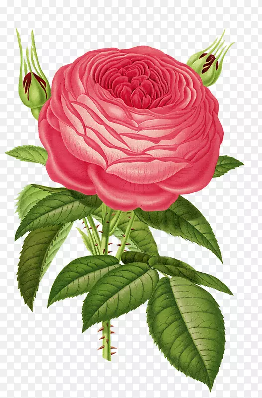 旧玫瑰和英国玫瑰传家宝玫瑰花花园玫瑰-年份