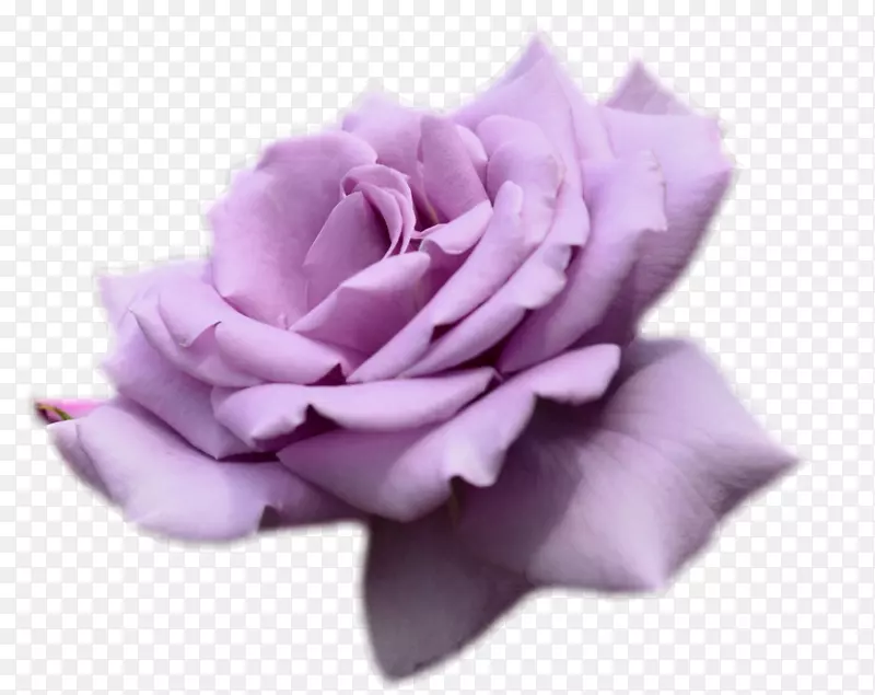 玫瑰花桌面壁纸紫色薰衣草