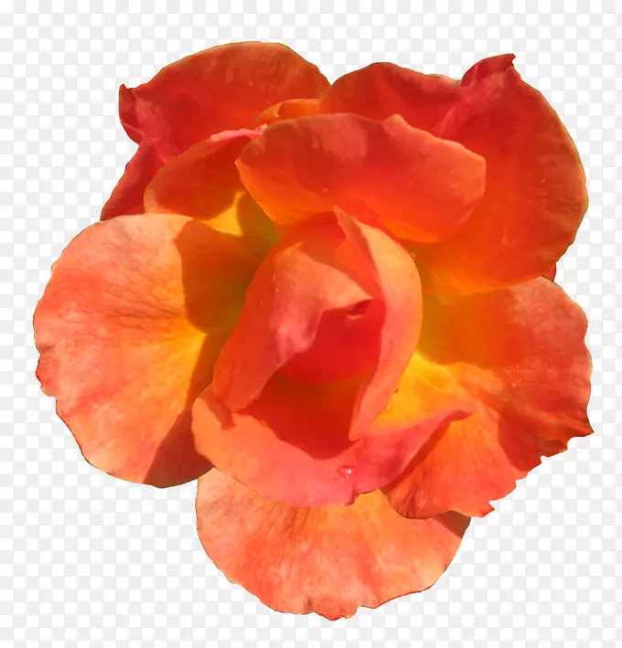 橙花玫瑰红色剪贴画-橙色花