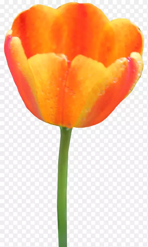 郁金香电脑图标剪贴画橙色花