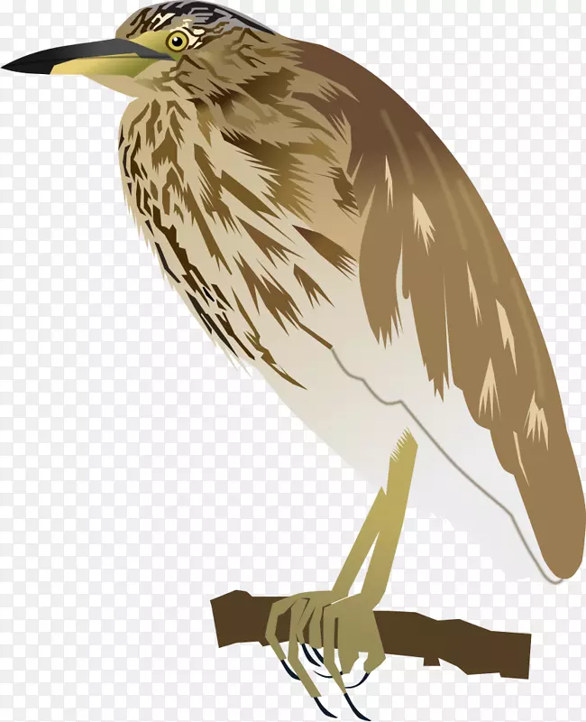 印度池塘鹭鸟绿鹭羽毛池
