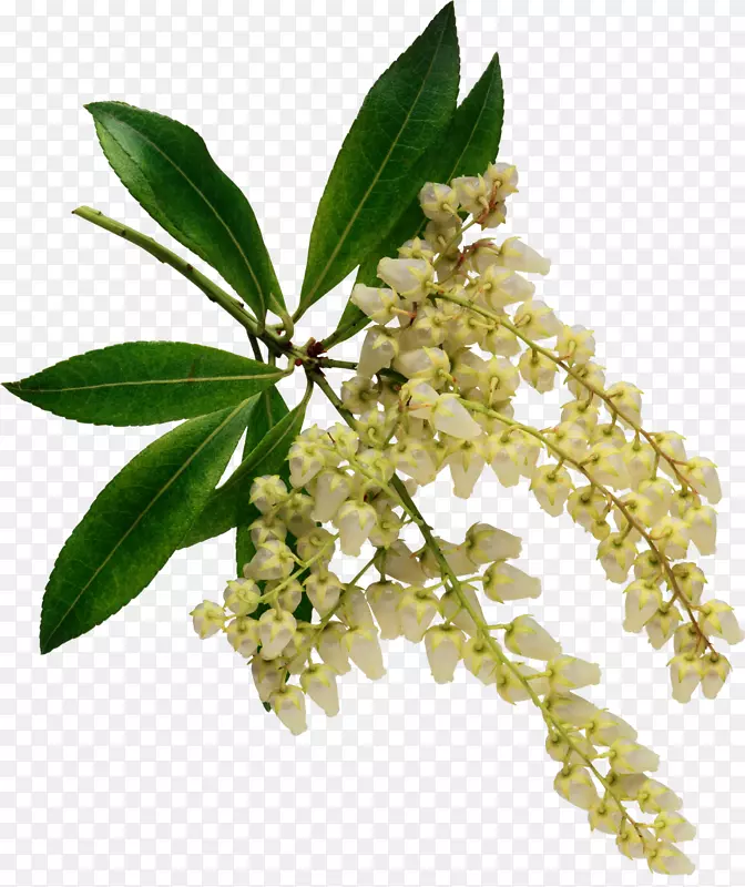 芳香植物：O USO terapeutico das ervas花设计摄影-春季树