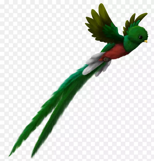 El quetzal鸟，玛雅文明，辉煌的危地马拉克茨鸟-水彩画鸟
