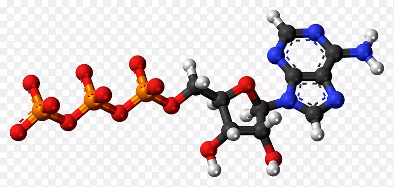 二磷酸腺苷一磷酸腺苷三磷酸腺苷-侏罗纪世界