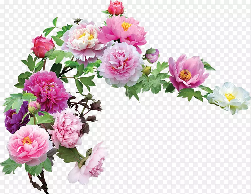 花卉花园玫瑰剪贴画
