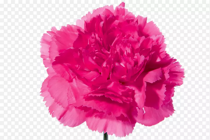 康乃馨花束粉红色花朵-康乃馨