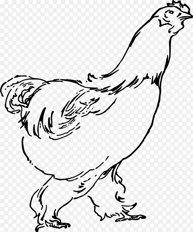 鸡汤公鸡炸鸡夹艺术-母鸡