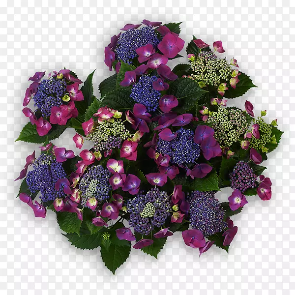 紫罗兰紫色花，蓝色，墨汁，布卢门，紫罗兰，紫红色，蓝色