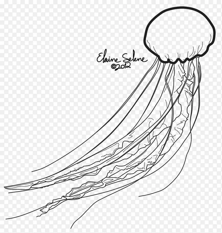 水母线画无脊椎动物-水母