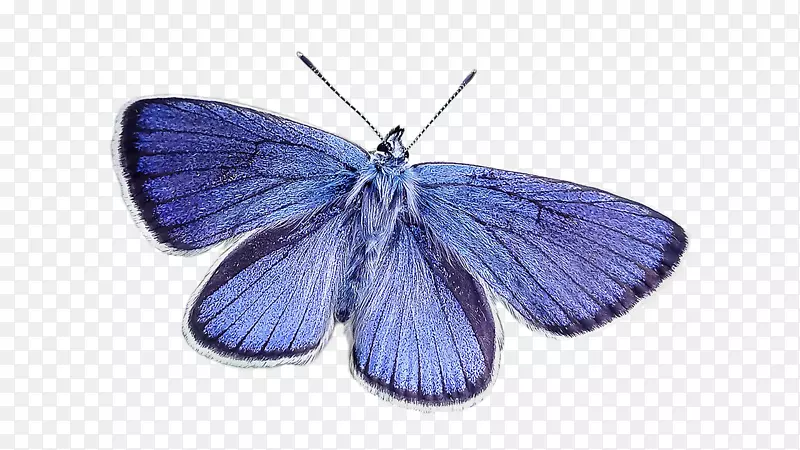 蓝宝石摄影-蓝色蝴蝶