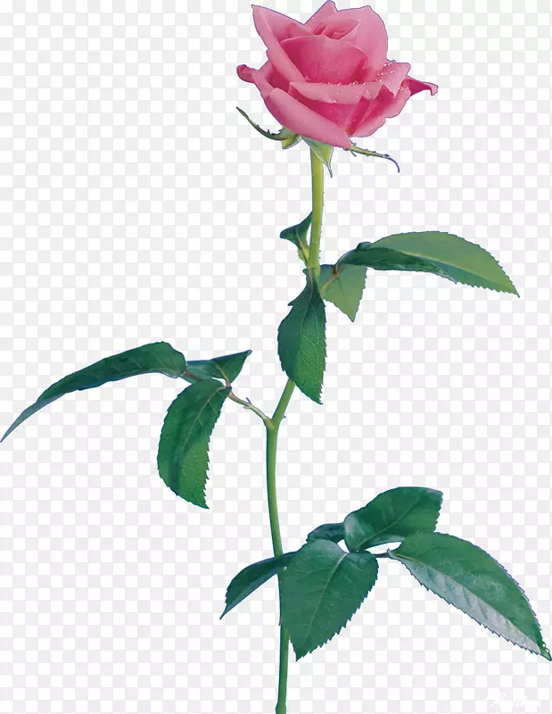 静物：粉红色玫瑰，海滩玫瑰，蜈蚣玫瑰，花卉花园玫瑰，玫瑰花瓣