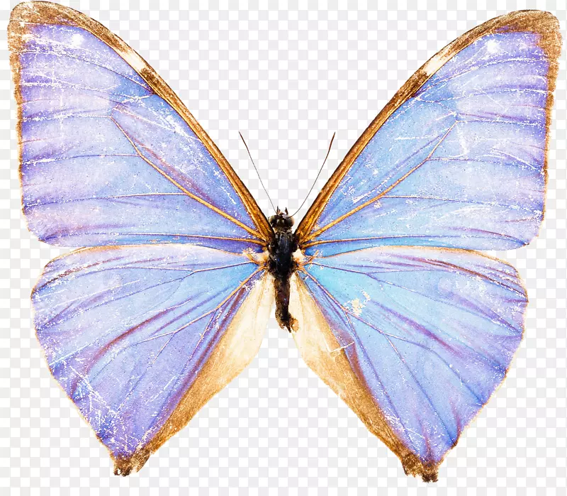 蝴蝶墨诺梅内劳斯摄影蓝-蓝色蝴蝶