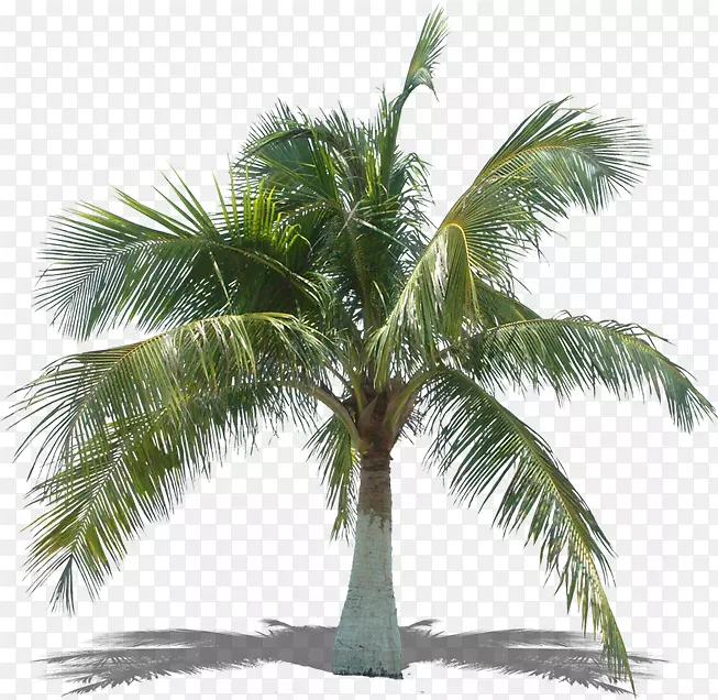 槟榔科亚洲棕榈树椰子树-棕榈叶
