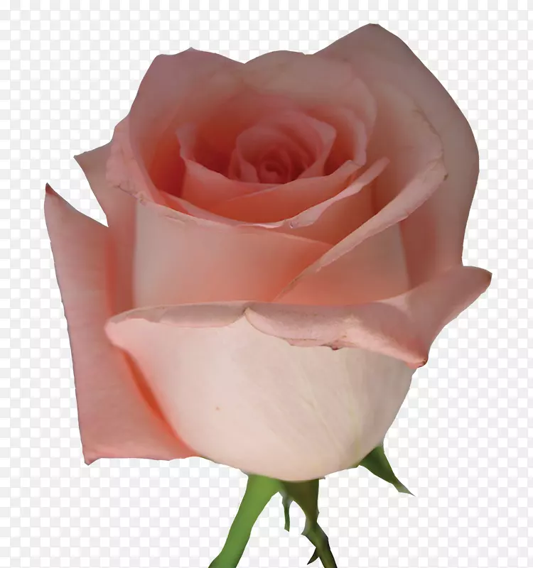 小蜈蚣玫瑰粉红色花园玫瑰花瓣