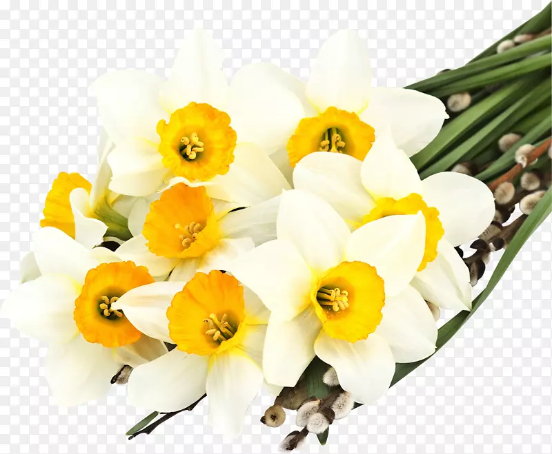 水仙花的秘密语言水仙花桌面壁纸白水仙