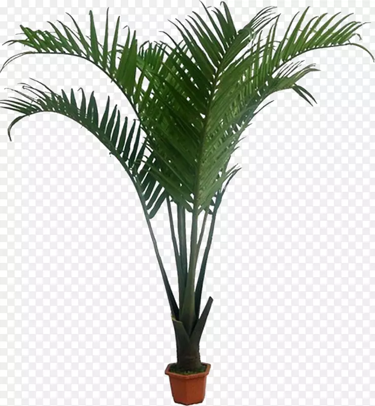 槟榔科植物椰子树