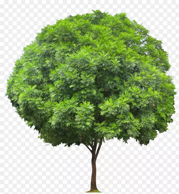 黑银合欢(Acer Ginnala)杨树组。艾格罗斯树，硬木，针叶木-蕨类植物