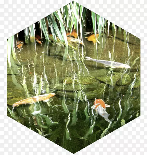 锦鲤鱼塘生态水生植物