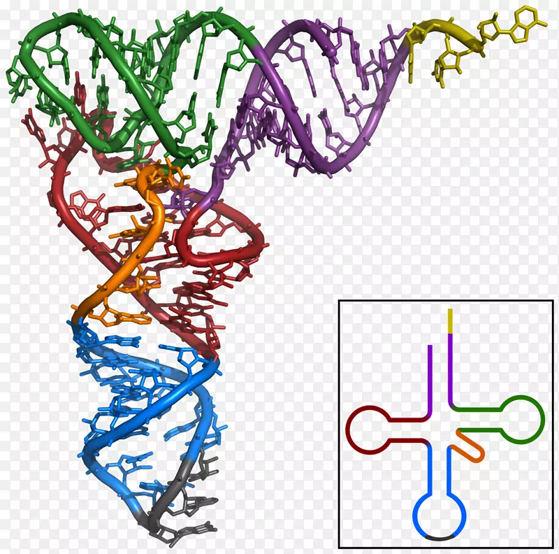 转RNA非编码RNA腺嘌呤核糖体RNA长寿