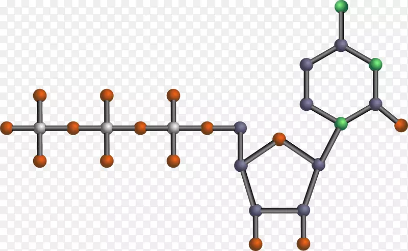 三磷酸腺苷化学分子剪贴术寿命