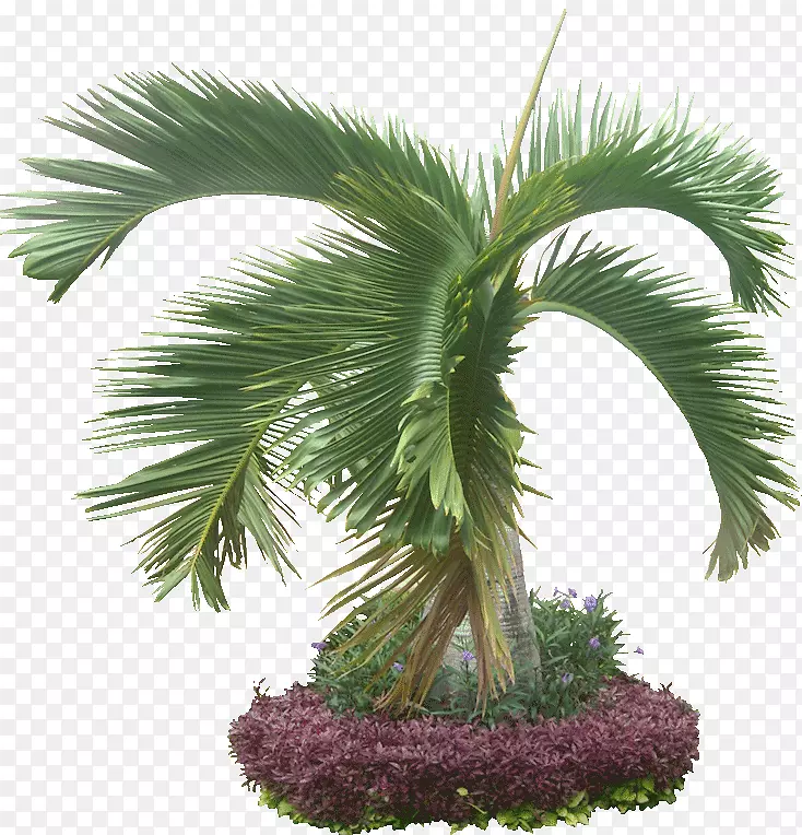 槟榔科植物-热带植物