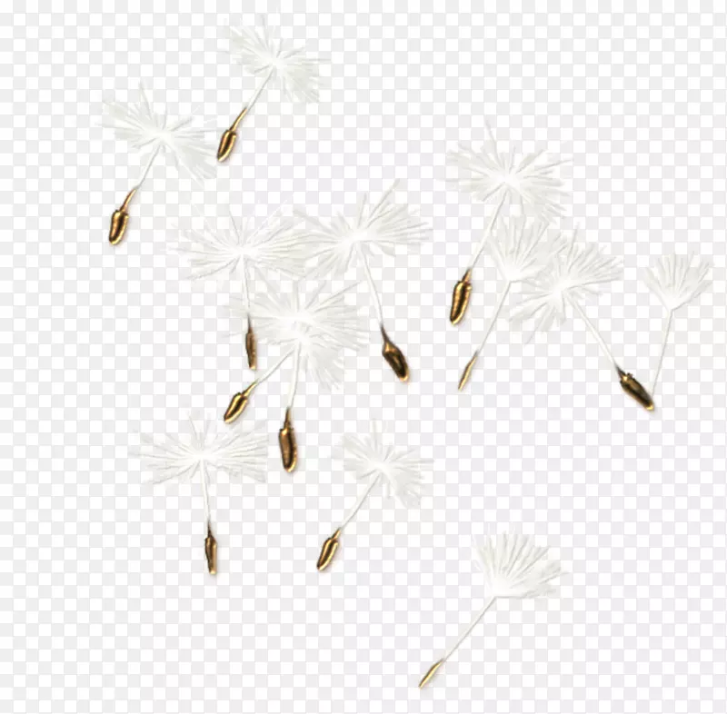 昆虫白枝条花籽