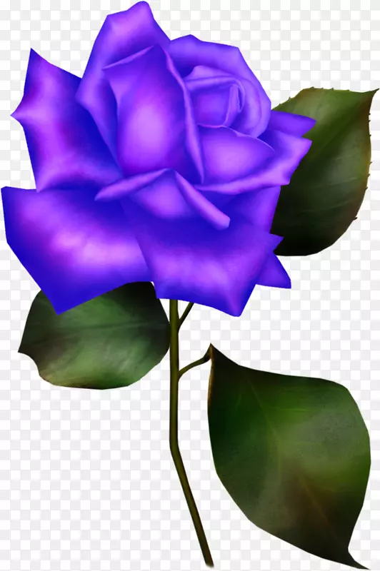 蔷薇花蓝玫瑰科-蓝玫瑰