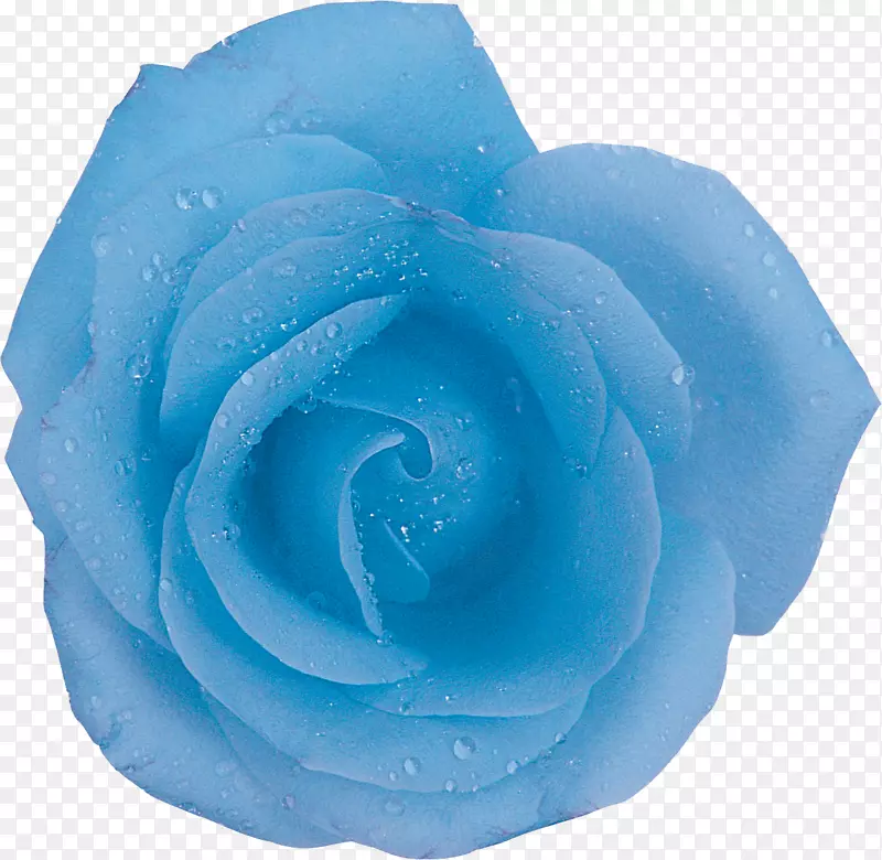 仙人掌玫瑰蓝色玫瑰花水蓝色玫瑰