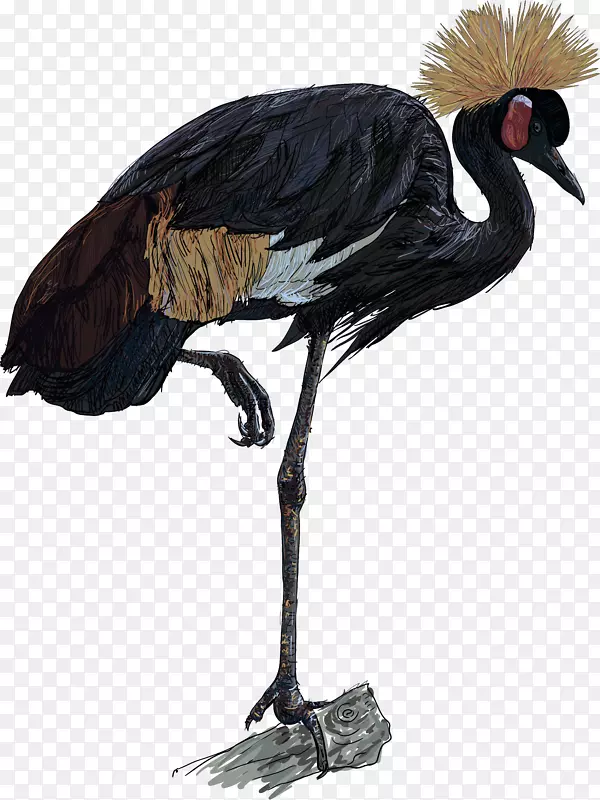 非洲灰冠鹤