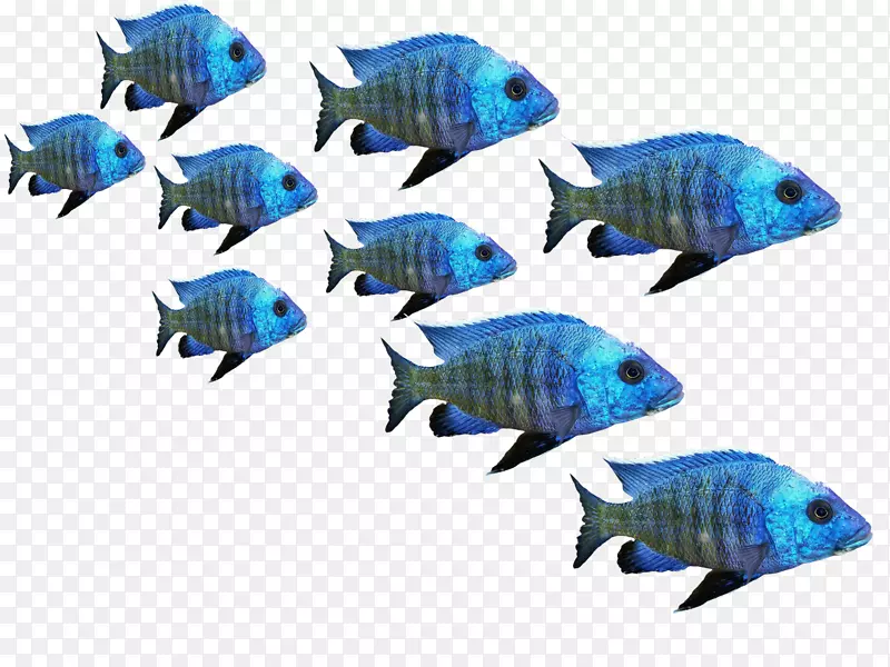 金鱼
