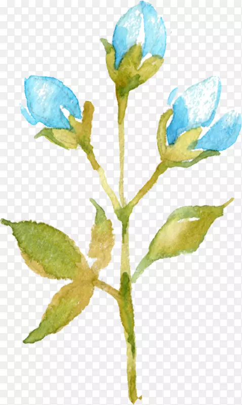 花芽植物花瓣-婴儿气息