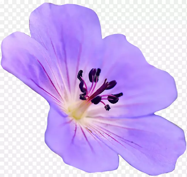 非洲菊花紫色花