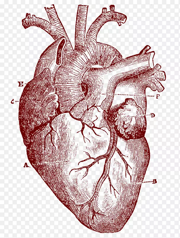 人体解剖人体剪贴画-人体心脏