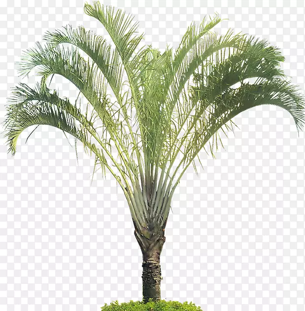 热带槟榔科热带植物-热带叶