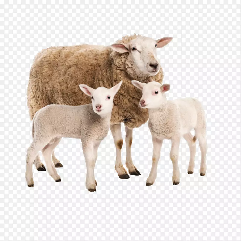 萨福克羊牛场羊毛绝缘农业-山羊