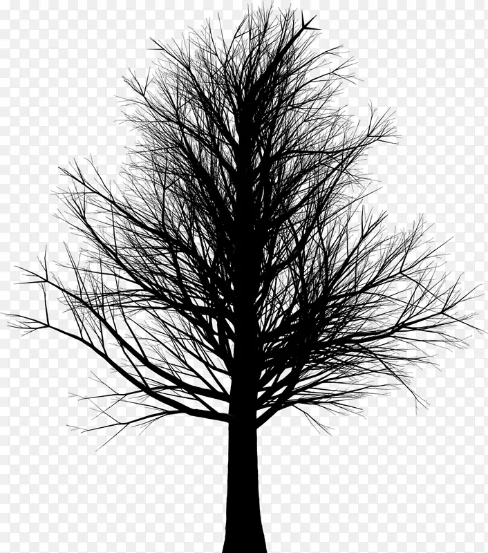 木本植物-树枝