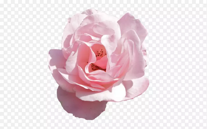 玫瑰花-粉红色花