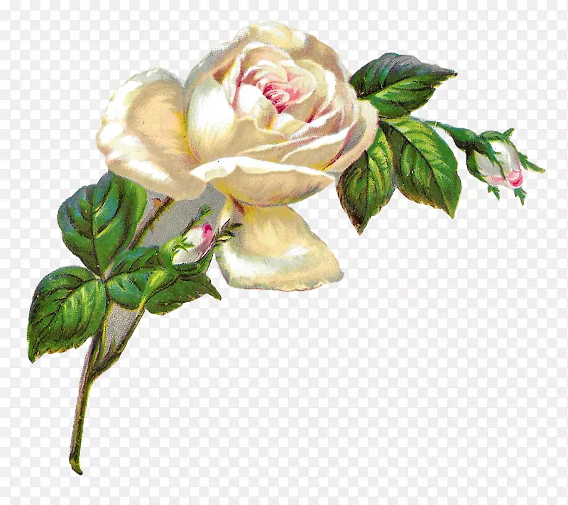 仙人掌玫瑰，复古玫瑰：美丽的家庭和花园玫瑰品种，粉红色-白色玫瑰。