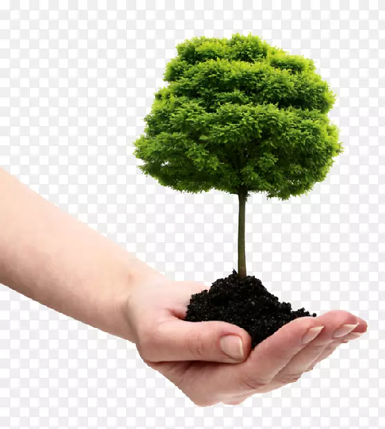 杜杰斯树专家公司乔木灌木-自然环境